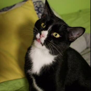 Goosey Goo -  Domestic Short Hair Cat for Adoption in Saint Paul, Minnesota - Goosey Goo | PetCurious
