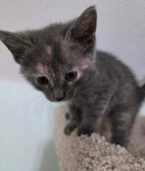 Alice -  Domestic Short Hair Cat for Adoption in Taycheedah, Wisconsin - Alice | PetCurious