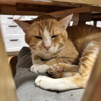 Domestic Short Hair Cats Available for Adoption in Bentonville, Arkansas - Golden Nugget | PetCurious