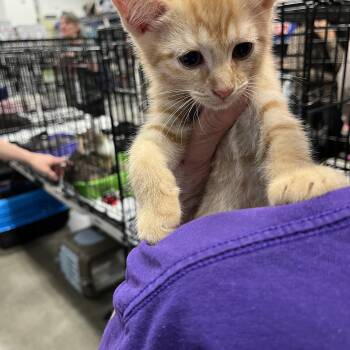 Rescue Domestic Short Hair Cats for Adoption in Berkeley Heights, New Jersey - Holiday | PetCurious
