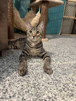 Rescue Tabby and Domestic Short Hair Cats for Adoption in Antioch, California - Sheldon | PetCurious