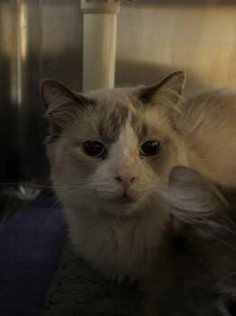 Domestic Long Hair and Domestic Short Hair Cats Available for Adoption in Munster, Indiana - Spam | PetCurious