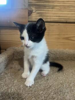 Harry -  Domestic Short Hair Cat for Adoption in St. Cloud, Minnesota - Harry | PetCurious