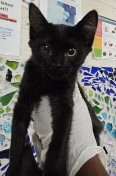 BO-PEEP -  Domestic Medium Hair Cat for Adoption in Pensacola, Florida - BO-PEEP | PetCurious