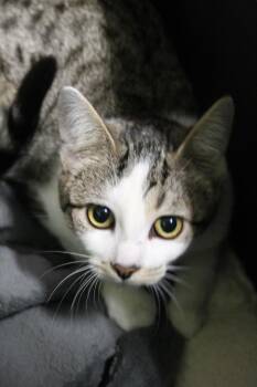 Sky -  Domestic Short Hair Cat for Adoption in Muskegon, Michigan - Sky | PetCurious