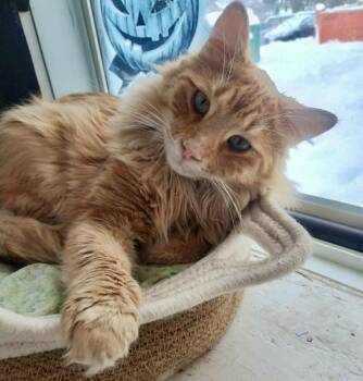 Domestic Long Hair Cats Available for Adoption - Dexter | PetCurious