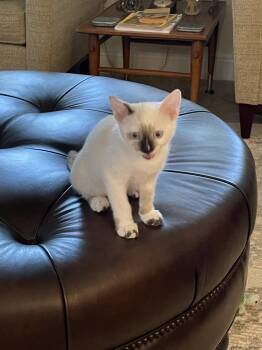 Aspen -  Siamese Cat for Adoption in West Palm Beach, Florida - Aspen | PetCurious