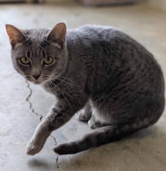 Domestic Short Hair Cats Available for Adoption - Belladonna | PetCurious