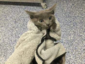 Domestic Short Hair Cats Available for Adoption in Thousand Palms, California - A1918822 | PetCurious