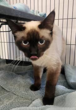 Siamese Cats Available for Adoption in Yarnell, Arizona - Banana | PetCurious