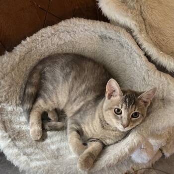Baby Fennel -  Domestic Short Hair Cat for Adoption in Harrisonburg, Virginia - Baby Fennel | PetCurious