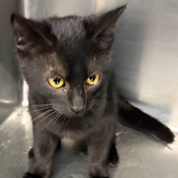 Rescue American Shorthair Cats for Adoption - BOO | PetCurious