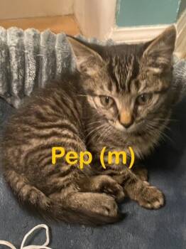 Rescue Domestic Short Hair Cats for Adoption in New Bern, North Carolina - PEP Kitten (m) | PetCurious