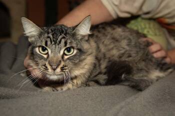 Rescue Tabby Cats for Adoption in Los Angeles, California - Archibald | PetCurious