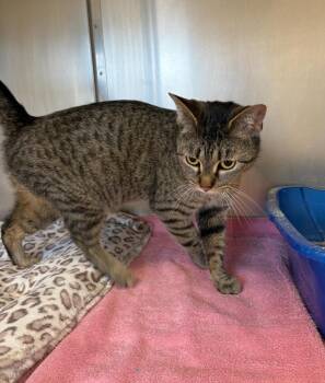 Domestic Short Hair Cats Available for Adoption in Liverpool, New York - Jewels | PetCurious