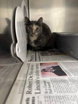 Thelma -  Domestic Short Hair Cat for Adoption in Findlay, Ohio - Thelma | PetCurious