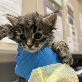 Domestic Short Hair Cats Available for Adoption in Las Vegas, Nevada - MONKEY GIRL | PetCurious