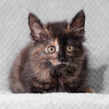 Fawkes -  Domestic Medium Hair Cat for Adoption in Sunnyvale, California - Fawkes | PetCurious