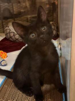 Saige -  Domestic Short Hair Cat for Adoption in Phoenix, Arizona - Saige | PetCurious