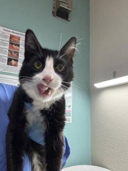 Izzy -  Domestic Medium Hair Cat for Adoption in Sherwood, Oregon - Izzy | PetCurious
