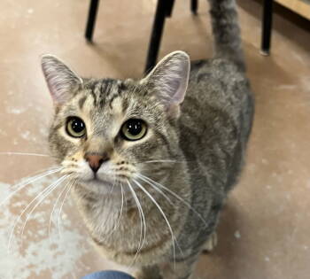 Rescue Domestic Short Hair Cats for Adoption in Blasdell, New York - Tiger | PetCurious