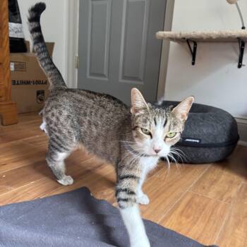 Nature -  Domestic Short Hair Cat for Adoption in Andover, Connecticut - Nature | PetCurious