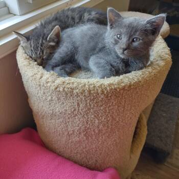 Domestic Short Hair Cats Available for Adoption in Hemet, California - Ivan | PetCurious