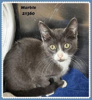 MARBLE see also TWILIGHT -  Domestic Short Hair and Russian Blue Cat for Adoption in Marietta, Georgia - MARBLE See Also TWILIGHT | PetCurious