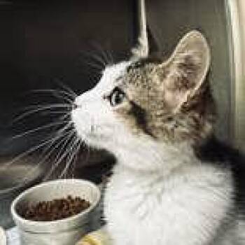 Rescue Domestic Short Hair Cats for Adoption in Portsmouth, Ohio - Jonah | PetCurious