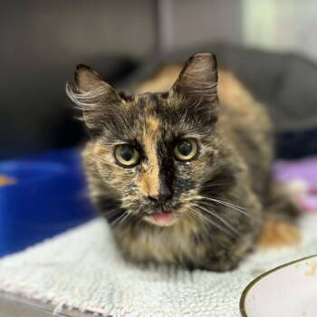 Domestic Medium Hair Cats Available for Adoption in Stephenville, Texas - Missy | PetCurious