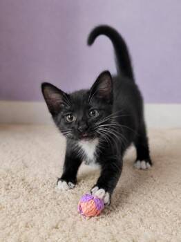 Cosmo -  Domestic Short Hair Cat for Adoption in Gardena, California - Cosmo | PetCurious