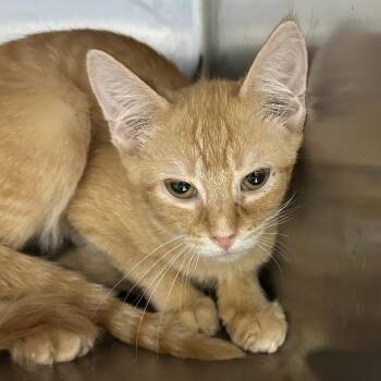 Shane -  Domestic Short Hair Cat for Adoption in Corbin, Kentucky - Shane | PetCurious