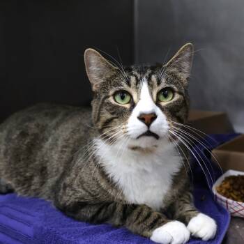 Rescue Domestic Short Hair Cats for Adoption in Newark, New Jersey - Michi | PetCurious