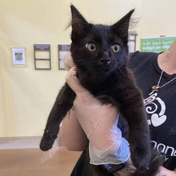 Ulysses -  Domestic Medium Hair Cat for Adoption in Lynchburg, Virginia - Ulysses | PetCurious