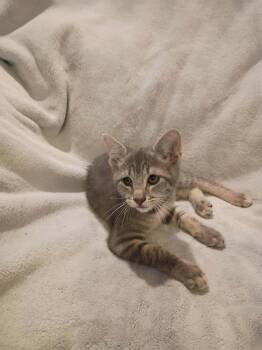 Muffin-C -  Domestic Short Hair Cat for Adoption in Metamora, Illinois - Muffin-C | PetCurious