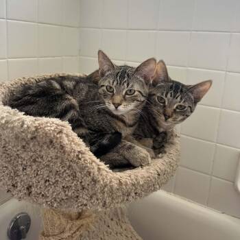Domestic Short Hair Cats Available for Adoption - Laura & Natalie | PetCurious