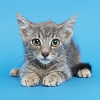Bennie -  Domestic Short Hair Cat for Adoption in Franklin, Tennessee - Bennie | PetCurious
