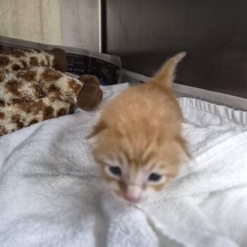 Domestic Short Hair Cats Available for Adoption in Ardmore, Oklahoma - Orange | PetCurious