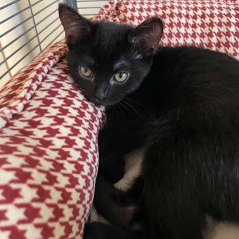 Sunday - Loving & Sweet -  Domestic Short Hair Cat for Adoption in Hamilton, Ontario - Sunday - Loving & Sweet | PetCurious