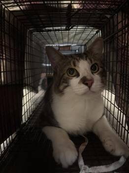 Sgt. Pepper -  Domestic Short Hair Cat for Adoption in Austin, Texas - Sgt. Pepper | PetCurious