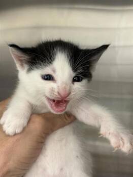 SQUEAK -  Domestic Short Hair Cat for Adoption in West Chester, Pennsylvania - SQUEAK | PetCurious