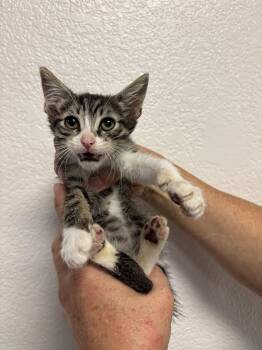 Tabby Cats Available for Adoption in Vacaville, California - Kodiak ( BC) | PetCurious