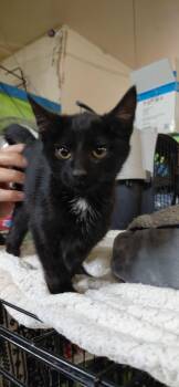 Cali -  Domestic Short Hair Cat for Adoption in Billings, Montana - Cali | PetCurious