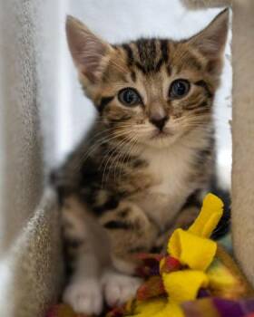 Brynnlee -  Domestic Short Hair Cat for Adoption in Pequot Lakes, Minnesota - Brynnlee | PetCurious