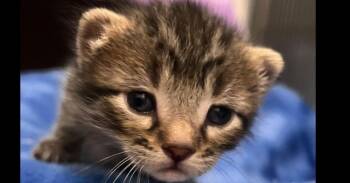 Domestic Short Hair Cats Available for Adoption - Discus | PetCurious