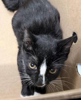Domino -  Domestic Short Hair Cat for Adoption - Domino | PetCurious