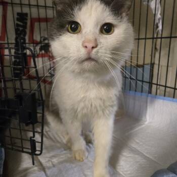 Domestic Short Hair Cats Available for Adoption in Reeseville, Wisconsin - Tripp | PetCurious