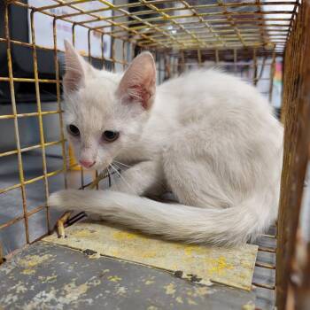 Frog -  Domestic Short Hair Cat for Adoption in League City, Texas - Frog | PetCurious