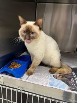Loki -  Domestic Short Hair Cat for Adoption in Dalton, Georgia - Loki | PetCurious