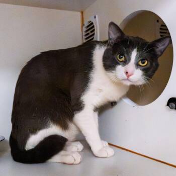 American Bobtail and Domestic Short Hair Cats Available for Adoption in South Elgin, Illinois - Kimchi | PetCurious